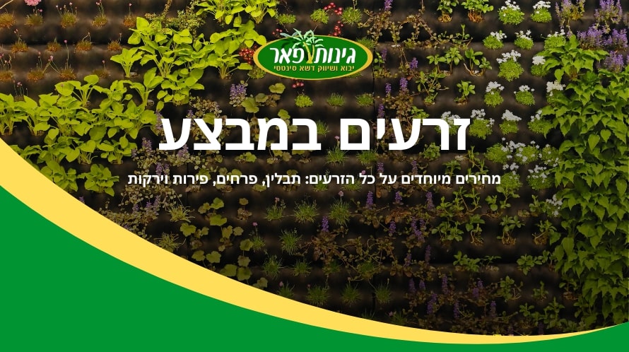 זרעים לשתילה